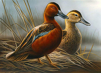 Ducks on the Nest, ducks, birds, painting, animals HD wallpaper