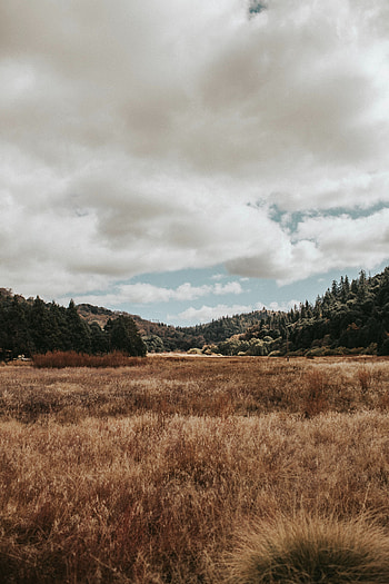Landscape, Nature, Trees, Grass, Hills, Valley HD phone wallpaper