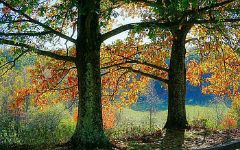 Autumn Trees, autumn, trees, leaves, nature HD wallpaper