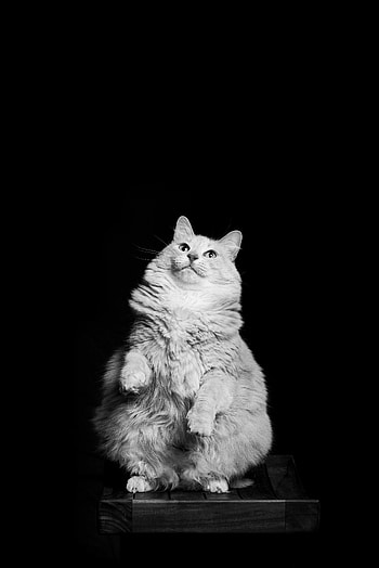Animals, Cat, Pet, Bw, Chb HD phone wallpaper