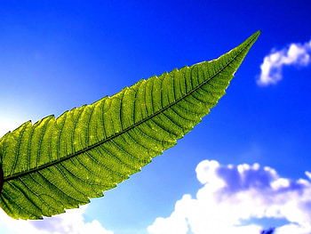 Background, Leaves HD wallpaper