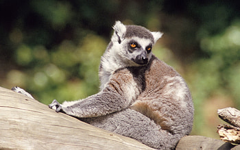 Ring Tailed Lemur, Animals, Lemur animal HD wallpaper