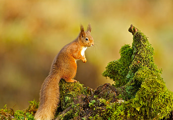 Squirrel, animal, pose, chipmunk HD wallpaper