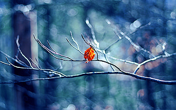 Winter Tree Leaf, winter, nature, leaf HD wallpaper