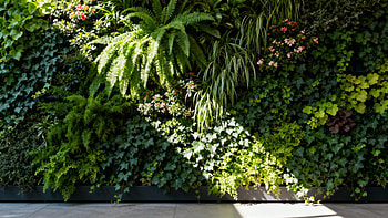 Lush Mosaic — Living Wall, Vertical Garden, Fern, Ivy HD wallpaper