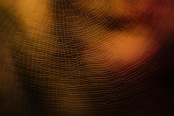 Web, Macro, Blur, Smooth HD wallpaper