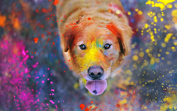 Animals, Dog, Muzzle, Spray, Paint HD wallpaper
