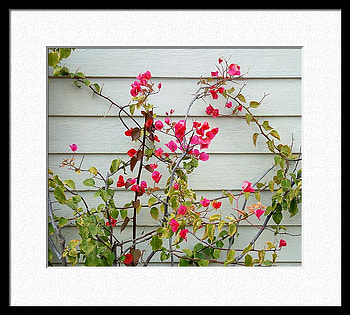 garden, wall, flowers HD wallpaper