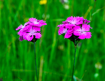 Garofite de camp, soare, ger, cer, aer HD wallpaper