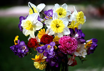 Flowers, Roses, Narcissussi, Bouquet, sia HD wallpaper