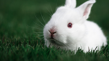 Panon, Bunnies HD wallpaper