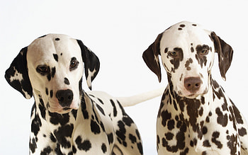 Dalmatians, animal, dog, two, puppy, loyal, cute, pet, dalmatian HD wallpaper