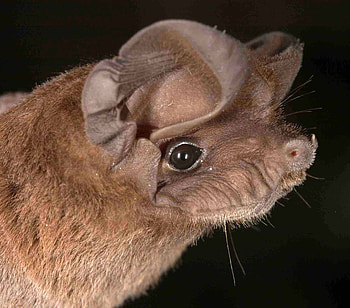 bat, animal, face, rodent HD wallpaper