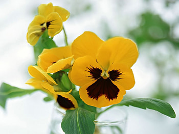Yellow Pansy, pansy, leaves, yellow, flower, green, nature HD wallpaper