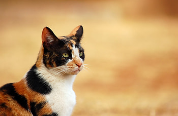 Animals, Cat, Spotted, Spotty, Sight, Opinion HD wallpaper