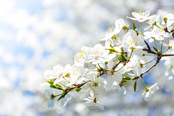 Delicate white cherry blossoms in full bloom against a bright spring sky. HD wallpaper
