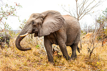 Animals, Grass, Stroll, Elephant, Trunk HD wallpaper