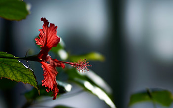 Hibiscus flower, Stunning resolution, , Beautiful HD wallpaper