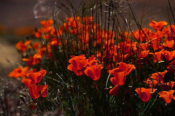 Nature, Flowers, Grass, Poppies, Field HD wallpaper