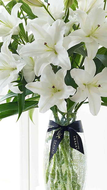 Lily, Flower, Lily Flower HD phone wallpaper