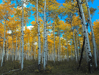Sacred Aspens, trees, aspens, sky, land HD wallpaper
