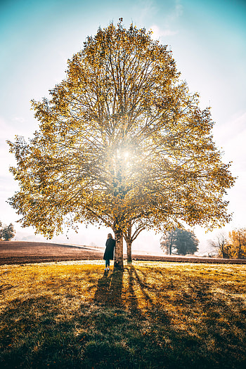 Nature, Grass, Autumn, Privacy, Seclusion, Wood, Tree, Sunlight HD phone wallpaper