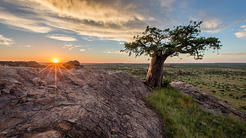 Mashatu Game Reserve, Luxury African safaris, Adventure awaits, Unforgettable experiences HD wallpaper