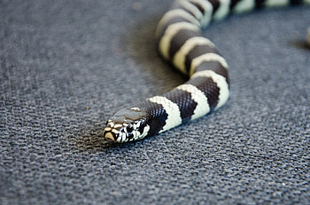 Animals, Color, Reptile, Snake, Head HD wallpaper