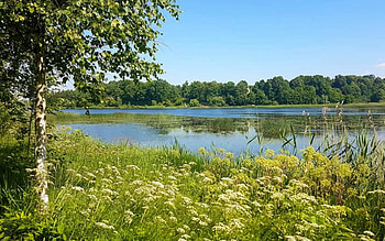 River in Latvia, river, Latvia, meadow, birch HD wallpaper