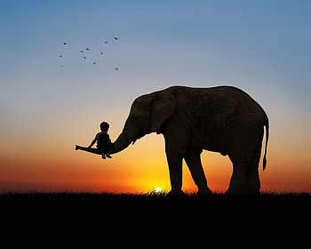 :), animal, boy, love, elephant, sunrise, silhouette, child, copil, sunset HD wallpaper