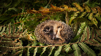 Sleeping, Hedgehogs HD wallpaper