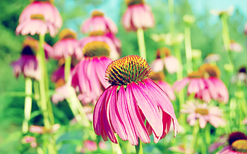 Coneflower Purple, flowers, purple HD wallpaper