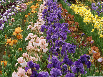 iris_farm, white, violet, yellow, green, farm, nature, flowers HD wallpaper