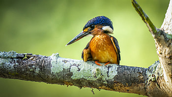 Kingfisher, branch, animal, bird HD wallpaper