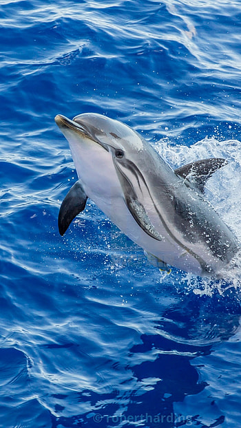 Dolphin, Cute, Cute Dolphin HD phone wallpaper