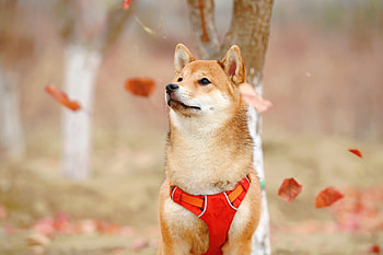 Japanese dog breeds, Unique companions, Cultural icons, Canine admiration HD wallpaper