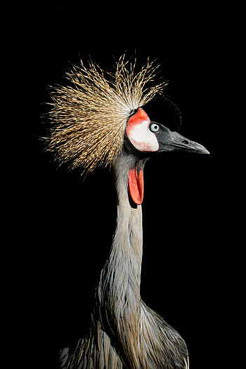 Animals, Feather, Bright, Bird, Crane HD phone wallpaper