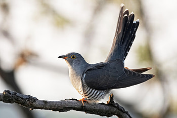 Cuckoo , Timeless beauty, Feathered delight, Captivating avian HD wallpaper