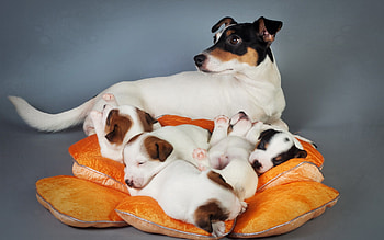 dog, animal, dogs, animals HD wallpaper
