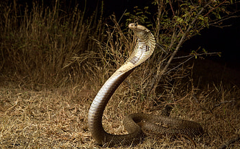 Cobra beauty, Nature's awe-inspiring creatures, Captivating visuals HD wallpaper