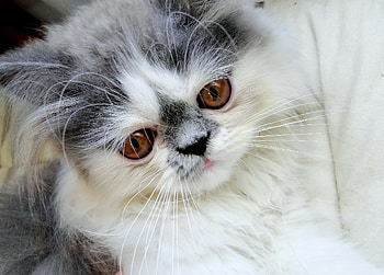 Persian Cat, Close-up view, Cute muzzle, Fluffy HD wallpaper