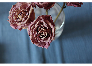 dried rose, plants, soft, nice, rose, delicate, pretty, petals, bud, nature, flowers, lovely HD wallpaper