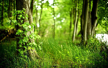 Green Forest, Green , Green scenery HD wallpaper