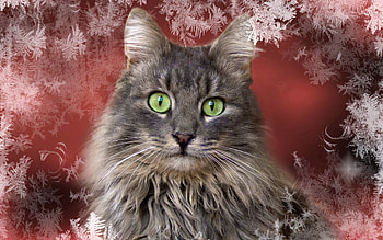 Animals, Background, Cat, Sight, Opinion HD wallpaper