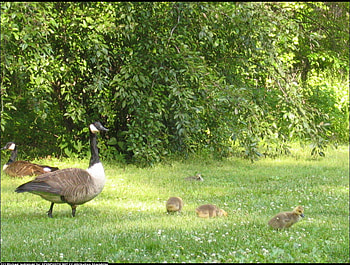Happy family, birds, family, animals, green, trees, grass HD wallpaper