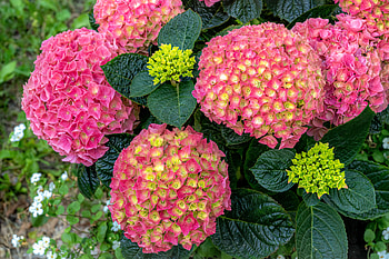 Hydrangea, Flowers, Summer, Pink HD wallpaper