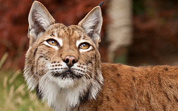 Animals, Iris, Muzzle, Sight, Opinion, Variety HD wallpaper