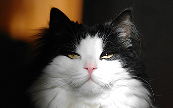 Animals, Cat, Fluffy, Muzzle, Sight, Opinion HD wallpaper