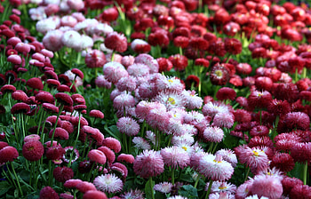 Flowers, Bright, Flower Bed, Flowerbed, Different, Daisies HD wallpaper