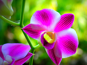 Plants, Flowers HD wallpaper